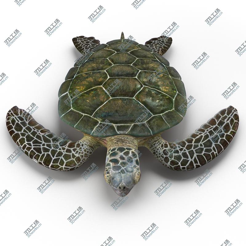 images/goods_img/20210313/Sea Turtle Rigged for Cinema 4D/5.jpg